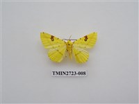 藏品(尺蛾278)的圖片